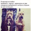 pitbul.jpg