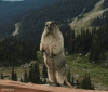 _medved_yapfiles.ru.gif