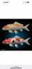 IMG_5554.png