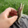 MouseSister