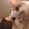Котяво